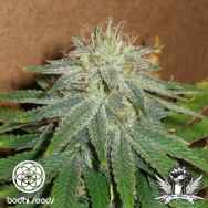 Bodhi Seeds Head Trip